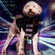 Elle's Dog Gets Modeling Contract; Anna Gets Flak; ALT Gets Uggs